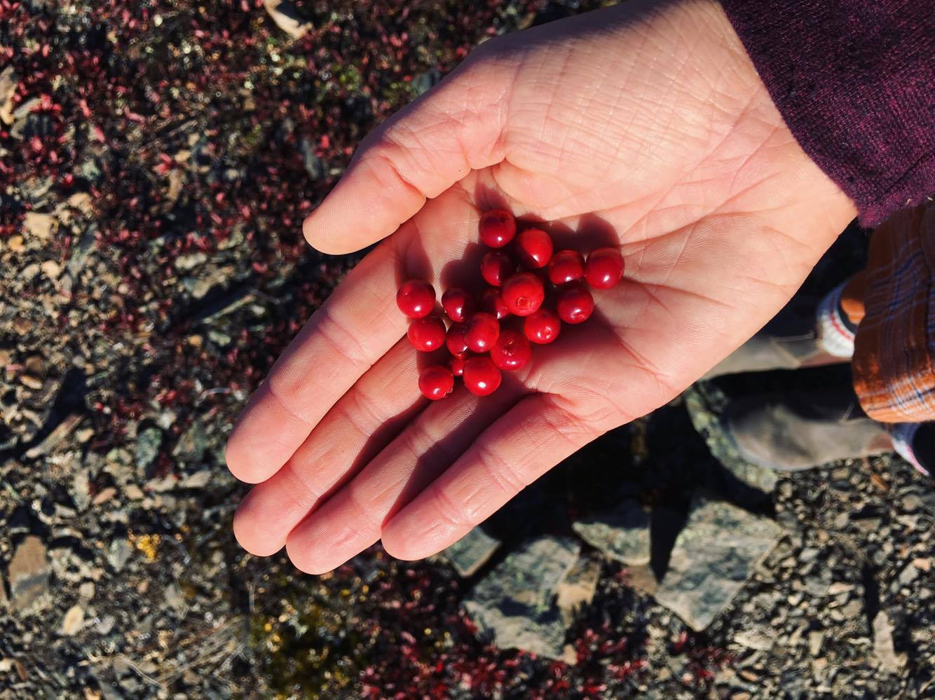 Arctic Cranberries