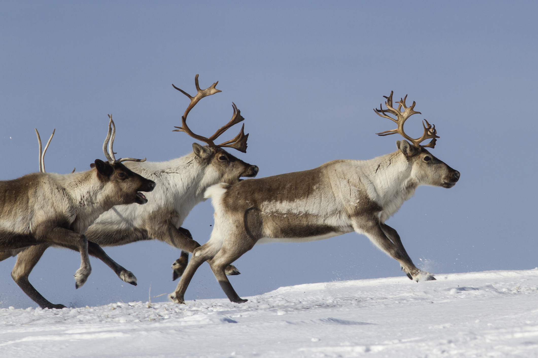 reindeer-that-run-on-a-snowy-tundra-winter-53409749