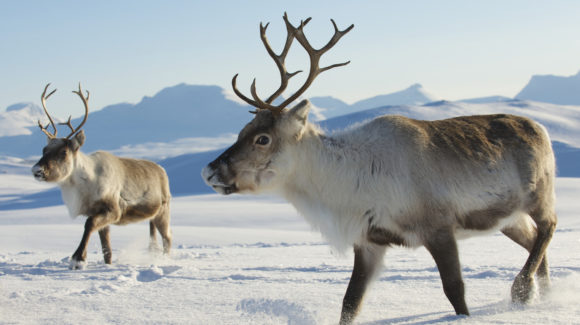 Reindeer in the Tundra