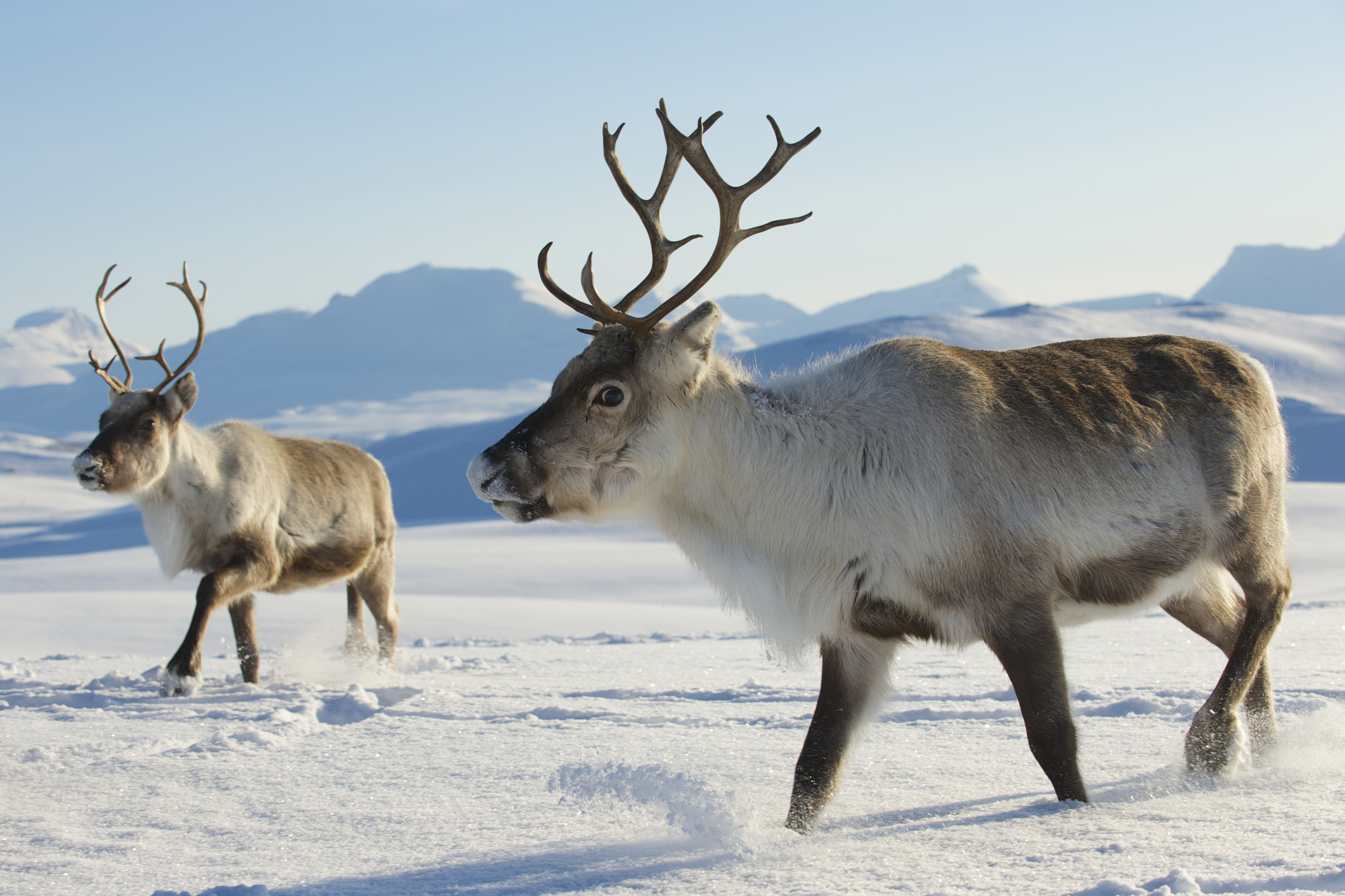 reindeers-in-natural-environment-tromso-region-northern-norway-47485963