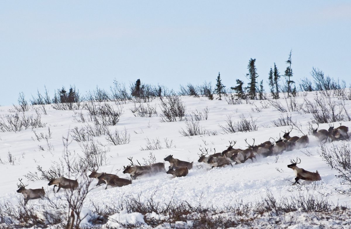 Reindeer herding in Inuvik, Canada